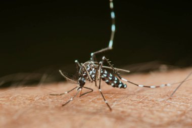 Asya kaplan sivrisineği (aedes albopictus) insan derisinden kan emiyor, Dang humması, Zika virüsü ve chikungunya gibi tehlikeli hastalıklar yayıyor.