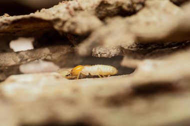 Tahtanın içindeki karmaşık tünellerde gezinen termitlerin yakın çekimi bu böceklerin yıkıcı doğasını ve yapılara oluşturdukları tehdidi vurguluyor.
