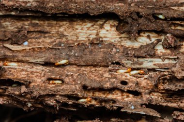 Çürüyen bir ağaç kütüğünü aktif olarak tüketen ve zarar veren sayısız termitlerin yakın plan görüntüsü bu böceklerin yıkıcı doğasını ve ahşap yapılar için oluşturdukları potansiyel tehdidi vurguluyor.