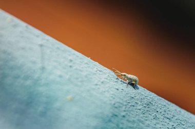 Açık mavi desenli bir yüzey üzerinde sürünen küçük bir buğday bitinin yakın çekim makro görüntüsü, bulanık turuncu bir arkaplan, çelişkili bir renk şeması yaratıyor