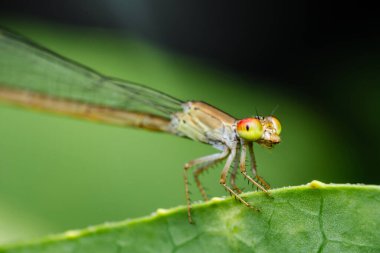Canlı yeşil bir yaprağa tüneyen büyük kırmızı ve yeşil gözlü zümrüt kızböceği bu hassas böceğin doğal ortamındaki güzelliğini ve detaylarını gözler önüne seriyor.