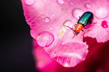Uzun antenli küçük metalik yeşil ve turuncu böcek canlı pembe bir çiçek yaprağını keşfeder. Parlayan su damlacıklarıyla süslenir ve doğanın güzelliğinin büyüleyici bir görüntüsünü yaratır.