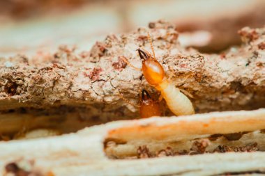 İşçi termitlerin yakın çekimleri ahşap bir yapıyı etkin bir şekilde tüketir ve zarar verir. Bu haşerelerin yıkıcı doğasını ve böcek kontrolünün önemini vurgularlar.