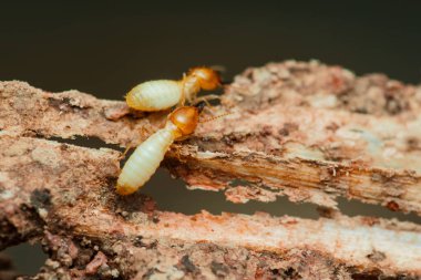 Tahta parçalarını etkin bir şekilde yiyen ve zarar veren termitlerin yakın plan görüntüsü bu böceklerin yıkıcı doğasını ve etkili haşere kontrol tedbirlerine duyulan ihtiyacı vurguluyor.