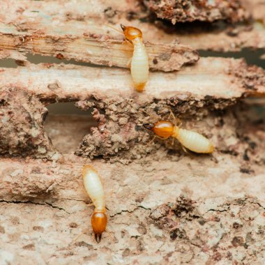 İşçi termitlerin yakın çekimleri aktif olarak bir tahta parçasını yiyor ve zarar veriyor. Bu haşerelerin yıkıcı doğasını ve haşere kontrol önlemlerinin önemini vurguluyorlar.