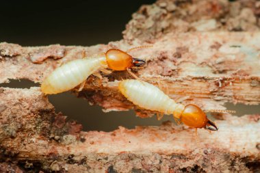 İşçi ve asker termitlerin yakın çekimleri ahşap mobilyaları aktif olarak yiyip yok ederek bu zararlı böceklerin doğasını vurguluyor.