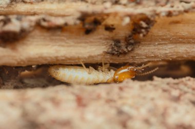 Tahta tahtalar arasında gezinen bir termitin yakın çekimi bu böceklerin yıkıcı doğasını ve ahşap yapılara verdikleri zararı vurguluyor.