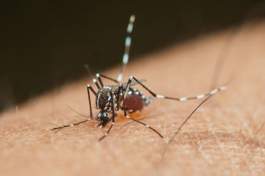 Bir Asyalı kaplan sivrisineğinin (aedes albopictus) insan derisine kan emerken, Dang humması, Zika virüsü ve chikungunya gibi hastalıkları yayarken yakın çekim makro çekimi.