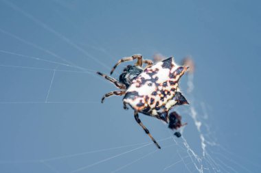Dikenli bir küre dokumacı örümceğin yakın çekiminde, eşsiz dikenli karın bölgesini ve narin ağını açık mavi gökyüzüne göstererek, bu büyüleyici örümceğin karmaşık detaylarını vurguluyor.