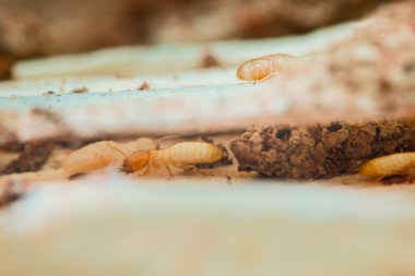 İşçi ve asker termitlerin yakın plan görüntüsü istila edilmiş odunlar üzerinde hareket ederek bu böceklerin yıkıcı doğasını ve böcek kontrolünün önemini vurguluyor.