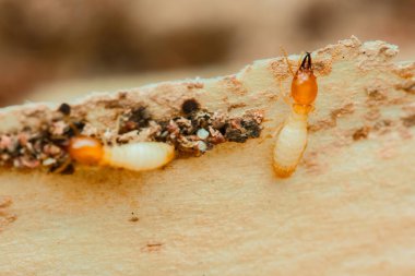 İşçi ve asker termitlerin yakın çekimleri aktif olarak odun tüketiyorlar. Bu haşerelerin yıkıcı doğasını ve binalar için oluşturdukları potansiyel tehdidi vurguluyorlar.