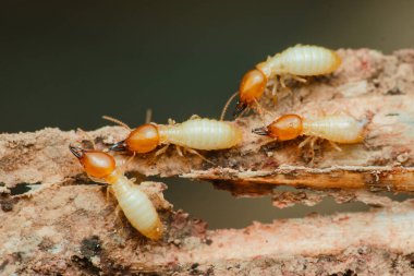 İşçi termitler, bu böceklerin yıkıcı doğasını ve haşere kontrolünün önemini vurgulamak için bir parça odun yemekle meşguller.