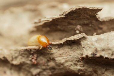 Hasarlı odunların arasında gezinen bir termitin yakın plan görüntüsü bu böceklerin yıkıcı etkilerini vurguluyor ve etkili böcek kontrol önlemlerine duyulan kritik ihtiyacı vurguluyor.