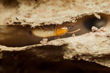 Hasarlı ahşapta gezinen bir termitin yakın plan görüntüsü bu böceklerin yıkıcı doğasını ve böcek kontrolünün önemini vurguluyor.