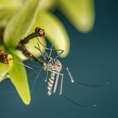 Yakın plan makro fotoğraf canlı yeşil bir bitkinin üzerinde dinlenen bir sivrisineği yakalar, böceğin vücudunun karmaşık detaylarını ve bulanık doğal bir arka plan karşısında narin bacaklarını gösterir.