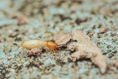 Yerlerde sürünen bir termit işçisinin makro görüntüsü, yiyecek aramak, böceğin anatomisini ve doğal yaşam alanındaki davranışlarını gözler önüne seriyor.