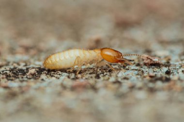 Beton bir yüzeyi keşfeden işçi termitlerin yakın çekim makro görüntüsü selüloz bazlı besin kaynakları ararken segmentli vücudunu ve kendine özgü turuncu kafasını vurguluyor.