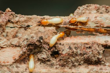 Bu böceklerin zararlı doğasını ve haşere kontrol önlemlerinin önemini vurgulayan tahtakurularını etkin bir şekilde tüketen ve zarar veren termitlerin yakın çekimi.
