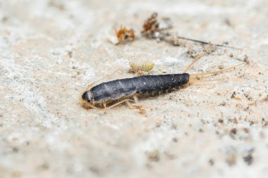 Sıradan bir ev hayvanı olan gümüşbalığı, rutubetli iç ortamında kaynaşırken kendine özgü antenler, segmentli bir vücut ve serçeyi ortaya çıkararak dokulu bir yüzeyde sürünür.