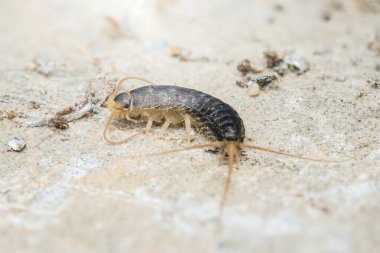 Kirli bir zeminde sürünen lepisma saccharina olarak da bilinen gümüşbalığının yakın çekimi, evcil bir çevrede haşerenin varlığını ve haşere kontrolü ihtiyacını vurguluyor.
