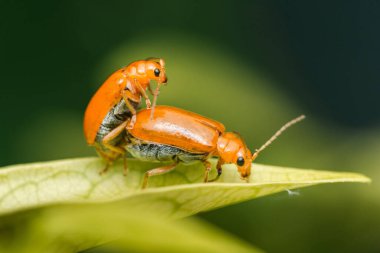 İki turuncu aulacophora indica, kabak böcekleri olarak da bilinir, canlı yeşil bir yaprak üzerinde çiftleşiyorlar, doğal dünyadaki üreme sürecini sergiliyorlar.