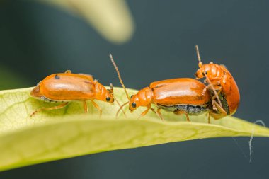 İki turuncu aulacophora indica böceği canlı yeşil bir yaprak üzerinde çiftleşirken, bir diğer böcek de yakınlarda yürüyüp doğal hayatta üreme döngüsünü gösteriyor.