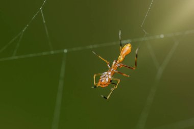 Karınca taklitçisi örümcek, mirmarachne plataleoides, narin bir ağ üzerinde baş aşağı asılı, bulanık yeşil bir arka plan, benzersiz kamuflaj ve yırtıcı davranış vurgular