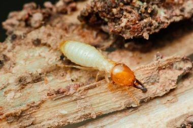 Hasarlı odun yiyen bir termit işçisinin yakın plan görüntüsü bu zararlıların yıkıcı davranışlarını vurguluyor ve etkili haşere kontrol tedbirlerine duyulan kritik ihtiyacı vurguluyor.