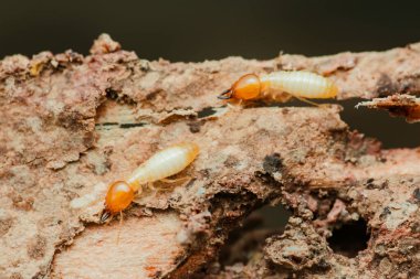 Bu haşerelerin yıkıcı doğasını ve haşere kontrol önlemlerinin önemini vurgulayan, etkin bir odun parçasını tüketen ve zarar veren işçi termitlerin yakın plan görüntüsü