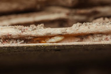 Hasarlı ahşap yapıda saklanan termitlerin yakın çekimi tüneller açıyor ve yıkıma yol açıyor. Böceklerin istilacı doğasını ve haşere kontrolü ihtiyacını vurguluyor.