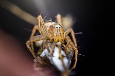 Makro fotoğrafçılık, bir vaşak örümceğinin avını güzel bulanık bir arka planda etkin bir şekilde yiyip bitirmesini yakalıyor ve karmaşık ayrıntıları vurguluyor.