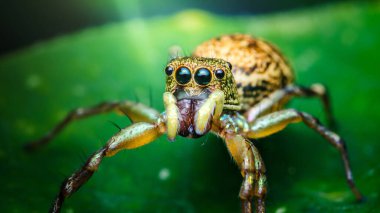 Makro, parlak yeşil bir yaprağın üzerinde canlı zıplayan bir örümceği yakalıyor, çarpıcı dişlerini ve karmaşık ayrıntılarını gözler önüne seriyor.