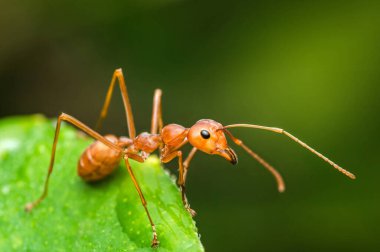 Dokumacı karınca, doğal ortamında canlı yeşil bir yaprak keşfediyor. Karmaşık anatomisini ve yiyecek arama davranışını yakından gösteriyor.