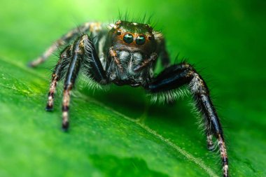 Canlı yeşil bir yaprağın üzerine tünemiş zıplayan bir örümceği yakalamak, karmaşık ayrıntıları vurgulamak ve doğal ortamında bu küçük yırtıcının büyüleyici varlığını