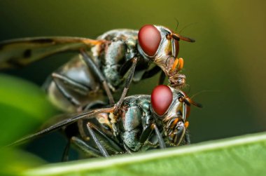 Kırmızı gözlü iki sineğin yeşil bir yaprak üzerinde çiftleşmesi vücutlarının karmaşık detaylarını ve üreme süreçlerinin doğal güzelliğini bir makro yakın plan çekimde gösteriyor.