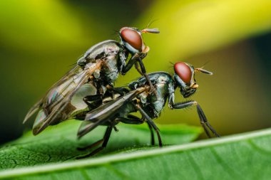 İki metalik yeşil sinek yeşil bir yaprağın üzerinde çiftleşiyorlar. Bulanık yeşil bir arka planı var. Böcek üremenin büyüleyici dünyasını sergiliyorlar.