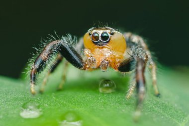 Canlı yeşil bir yaprağın üzerinde duran renkli bir örümceğin yakın çekimi, kıllı bacakları parlayan su damlacıklarının yanında yüzeyi kavrıyor, gözlerinin ve vücudunun karmaşık detaylarını gösteriyor.