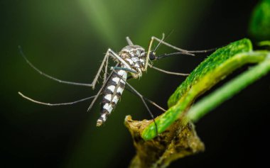 Asyalı bir kaplan sivrisineğinin (aedes albopictus) canlı yeşil bir yaprağın üzerinde dinlenen aşırı yakın çekimi, belirgin siyah ve beyaz çizgili desenini gözler önüne serer.