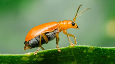 Aulacophora indica, kabak böceği olarak da bilinir, canlı yeşil bir yaprak üzerinde yürüyor, turuncu gövdesini ve hassas antenini bulanık doğal bir arka plana karşı sergiliyor.