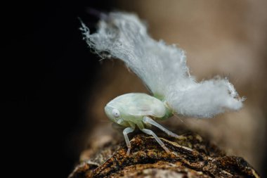 Tahtanın üzerine tünemiş düz bir planthopper perisi yakın plan, tüylü beyaz balmumu salgılar ve eşsiz kamuflaj ve hassas özellikler sergiliyor