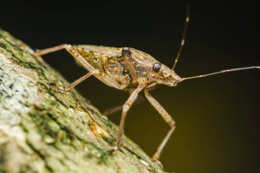 Ağaç dalında sürünen kokusuz bir bitki böceğinin yakın plan görüntüsü, doğal çevresindeki ince detayları ve hassas hareketleri vurguluyor.
