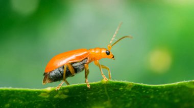 Turuncu cucurbit böceği, aulacophora indica, yeşil bir yaprak üzerinde yürüyor, bulanık yeşil arka plan ve fotokopi alanı ile, küçük bacaklarını ve uzun antenlerini gösteriyor.