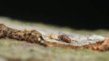 Tahta bir parça üzerinde hareket eden termitlerin yakın plan görüntüleri, ekosistem bozulmasındaki rollerini vurguluyor ve tahtadan yapılar için potansiyel tehdit oluşturuyor.