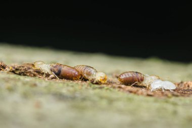 Tahta bir parça üzerinde sürünen termitlerin yakın çekimi bu böceklerin yıkıcı doğasını ve ahşap yapılara verebilecekleri potansiyel hasarı vurguluyor.