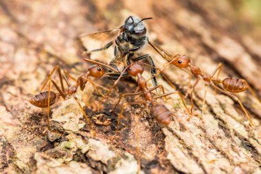 Weaver karıncaları ağaç kabuğu boyunca ölü bir arıyı taşımak için işbirliği yapıyorlar. Takım çalışması ve doğal ortamlarında karmaşık böcek davranışları sergiliyorlar.