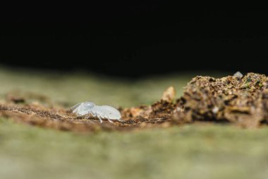 Beyaz işçi bir karınca bir tahta parçasının üzerinde sürünüyor, şeffaf vücudunu ve hassas özelliklerini doğal ortamında sergiliyor.