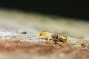 Tahta bir yüzeyi keşfeden bir termitin yakın çekimi, böceğin ekosistem bozulmasındaki rolünü ve ahşap yapılar için potansiyel tehlikeyi vurguluyor.