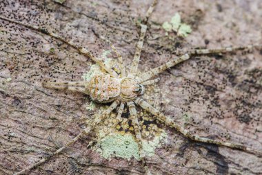 Ağaç kabuğunun üzerinde dinlenen avcı örümcek, liken ile süslenmiş, dikkat çekici kamuflaj becerileri sergiliyor, doğal orman habitatına kusursuz bir şekilde uyum sağlıyor.
