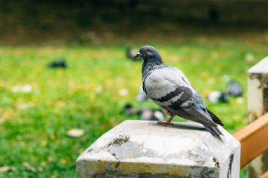 Şehir parkında beton bir direkte duran güzel güvercin. Arka planda bulanık yeşil çimenler ve güneşli bir günün tadını çıkaran diğer güvercinler.