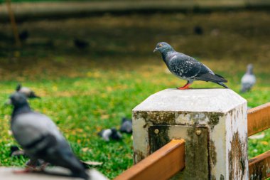 Bir park ortamındaki beton bir sütuna tünemiş güvercinler arka plandaki çimlere yayılmış diğer güvercinler huzurlu bir vahşi yaşam sahnesi yaratıyor.